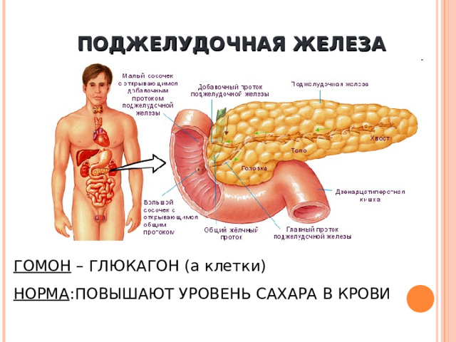 ПОДЖЕЛУДОЧНАЯ ЖЕЛЕЗА ГОМОН – ГЛЮКАГОН ( a клетки) НОРМА :ПОВЫШАЮТ УРОВЕНЬ САХАРА В КРОВИ 