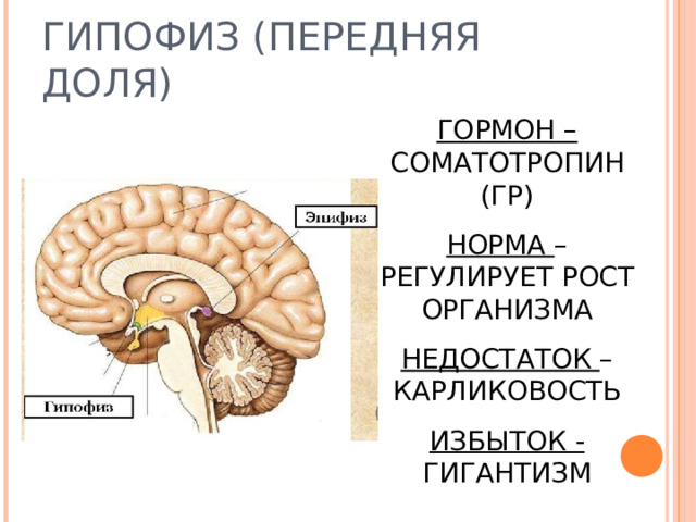 ГИПОФИЗ (ПЕРЕДНЯЯ ДОЛЯ) ГОРМОН – СОМАТОТРОПИН (ГР) НОРМА – РЕГУЛИРУЕТ РОСТ ОРГАНИЗМА НЕДОСТАТОК – КАРЛИКОВОСТЬ ИЗБЫТОК - ГИГАНТИЗМ 