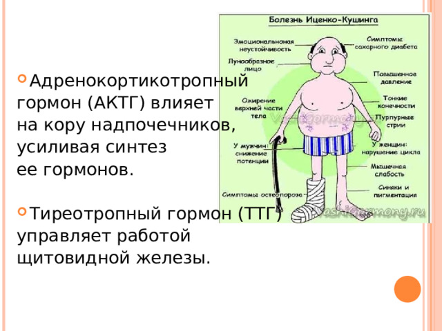 Адренокортикотропный гормон (АКТГ) влияет на кору надпочечников, усиливая синтез ее гормонов. Тиреотропный гормон (ТТГ) управляет работой щитовидной железы. 