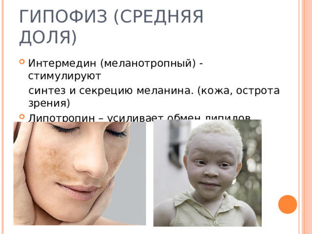 ГИПОФИЗ (СРЕДНЯЯ ДОЛЯ) Интермедин (меланотропный) - стимулируют   синтез и секрецию меланина. (кожа, острота зрения) Липотропин – усиливает обмен липидов. 