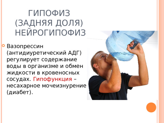 ГИПОФИЗ  (ЗАДНЯЯ ДОЛЯ)  НЕЙРОГИПОФИЗ Вазопрессин (антидиуретический АДГ) регулирует содержание воды в организме и обмен жидкости в кровеносных сосудах. Гипофункция – несахарное мочеизнурение (диабет). 