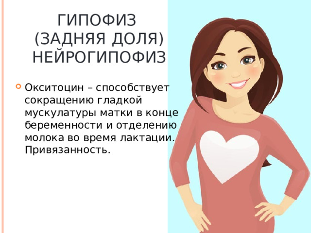 ГИПОФИЗ  (ЗАДНЯЯ ДОЛЯ) НЕЙРОГИПОФИЗ Окситоцин – способствует сокращению гладкой мускулатуры матки в конце беременности и отделению молока во время лактации. Привязанность. 
