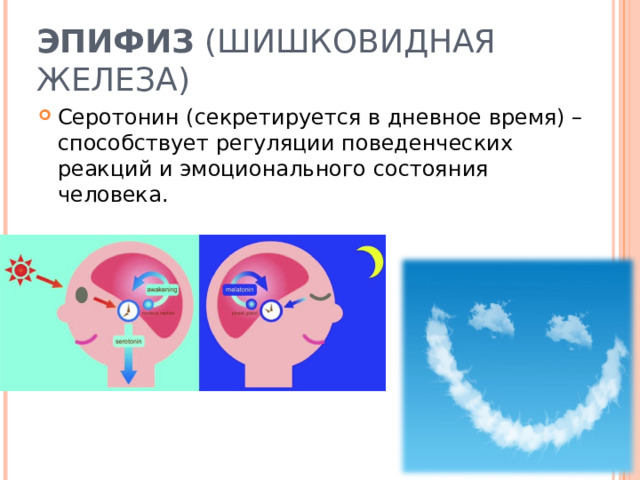 ЭПИФИЗ (ШИШКОВИДНАЯ ЖЕЛЕЗА) Серотонин (секретируется в дневное время) – способствует регуляции поведенческих реакций и эмоционального состояния человека. 