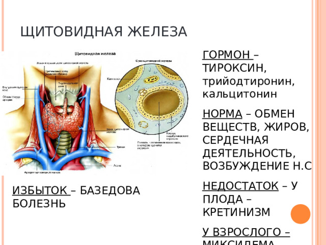 ЩИТОВИДНАЯ ЖЕЛЕЗА ГОРМОН – ТИРОКСИН, трийодтиронин, кальцитонин НОРМА – ОБМЕН ВЕЩЕСТВ, ЖИРОВ, СЕРДЕЧНАЯ ДЕЯТЕЛЬНОСТЬ, ВОЗБУЖДЕНИЕ Н.С НЕДОСТАТОК – У ПЛОДА – КРЕТИНИЗМ У ВЗРОСЛОГО – МИКСИДЕМА ИЗБЫТОК – БАЗЕДОВА БОЛЕЗНЬ  