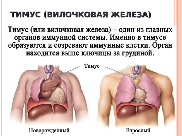 ТИМУС (ВИЛОЧКОВАЯ ЖЕЛЕЗА) 