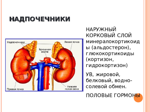 НАДПОЧЕЧНИКИ НАРУЖНЫЙ КОРКОВЫЙ СЛОЙ минералокортикоиды (альдостерон), глюкокортикоиды (кортизон, гидрокортизон) УВ, жировой, белковый, водно-солевой обмен. ПОЛОВЫЕ ГОРМОНЫ 
