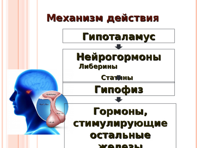 Механизм действия Гипоталамус Нейрогормоны Либерины Статины  Гипофиз Гормоны, стимулирующие остальные железы 