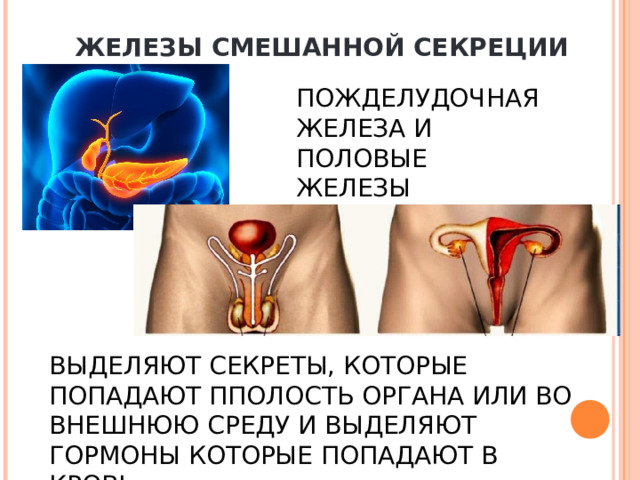 ЖЕЛЕЗЫ СМЕШАННОЙ СЕКРЕЦИИ ПОЖДЕЛУДОЧНАЯ ЖЕЛЕЗА И ПОЛОВЫЕ ЖЕЛЕЗЫ ВЫДЕЛЯЮТ СЕКРЕТЫ, КОТОРЫЕ ПОПАДАЮТ ППОЛОСТЬ ОРГАНА ИЛИ ВО ВНЕШНЮЮ СРЕДУ И ВЫДЕЛЯЮТ ГОРМОНЫ КОТОРЫЕ ПОПАДАЮТ В КРОВЬ 