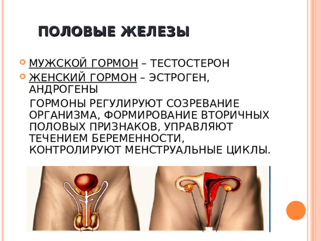 ПОЛОВЫЕ ЖЕЛЕЗЫ МУЖСКОЙ ГОРМОН – ТЕСТОСТЕРОН ЖЕНСКИЙ ГОРМОН – ЭСТРОГЕН, АНДРОГЕНЫ  ГОРМОНЫ РЕГУЛИРУЮТ СОЗРЕВАНИЕ ОРГАНИЗМА, ФОРМИРОВАНИЕ ВТОРИЧНЫХ ПОЛОВЫХ ПРИЗНАКОВ, УПРАВЛЯЮТ ТЕЧЕНИЕМ БЕРЕМЕННОСТИ, КОНТРОЛИРУЮТ МЕНСТРУАЛЬНЫЕ ЦИКЛЫ. 