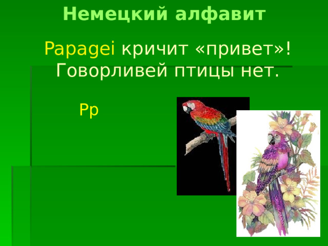 Немецкий алфавит Papagei  кричит «привет»! Говорливей птицы нет. Pp 