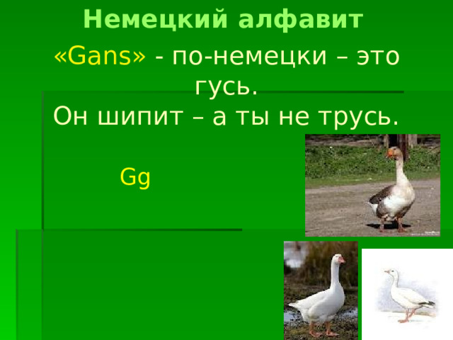 Немецкий алфавит «Gans» - по-немецки – это гусь.  Он шипит – а ты не трусь. Gg 