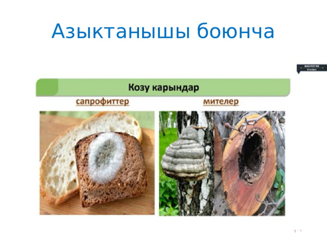 Азыктанышы боюнча 
