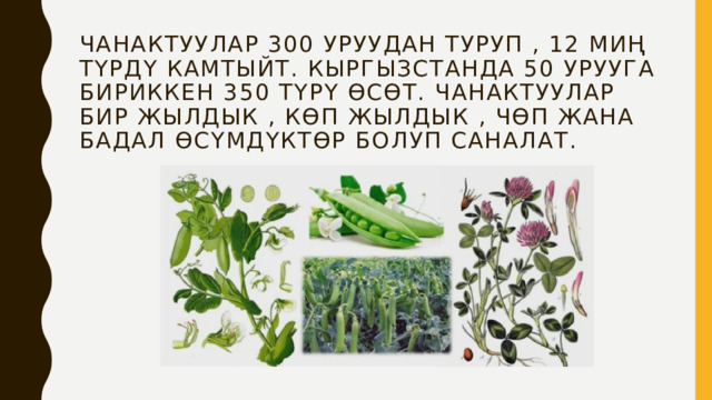  Чанактуулар 300 уруудан туруп , 12 миң түрдү камтыйт. Кыргызстанда 50 урууга бириккен 350 түрү өсөт. Чанактуулар бир жылдык , көп жылдык , чөп жана бадал өсүмдүктөр болуп саналат. 
