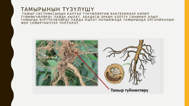 Тамырынын түзүлүшү  Тамыр системасынын каптал түкчөлөрүнө бактериялар кирип түймөкчөлөрдү пайда кылат. Абадагы эркин азотту сиңирип алып , тамырда бүртүкчөлөрдү пайда кылат.Натыйжада тамырында органикалык жер семирткичтер топтолот.   