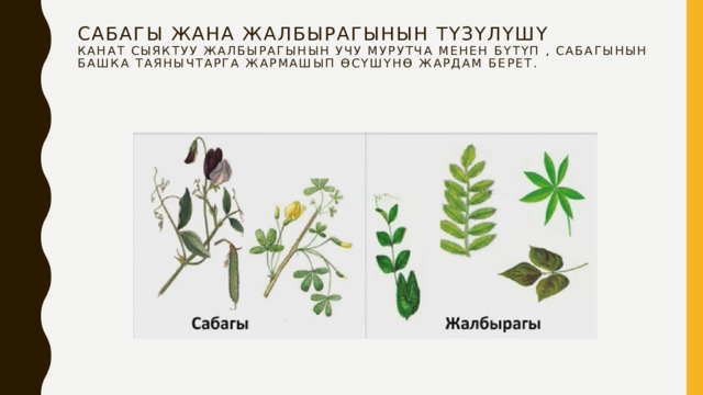 Сабагы жана жалбырагынын түзүлүшү  Канат сыяктуу жалбырагынын учу мурутча менен бүтүп , сабагынын башка таянычтарга жармашып өсүшүнө жардам берет.    