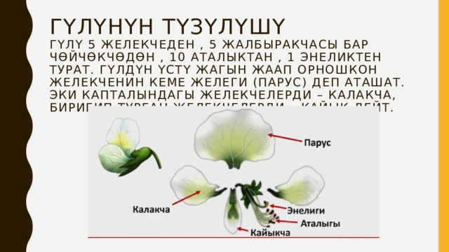 Гүлүнүн түзүлүшү  Гүлү 5 желекчеден , 5 жалбыракчасы бар чөйчөкчөдөн , 10 аталыктан , 1 энеликтен турат. Гүлдүн үстү жагын жаап орношкон желекченин кеме желеги (парус) деп аташат. Эки капталындагы желекчелерди – калакча, биригип турган желекчелерди – кайык дейт.    