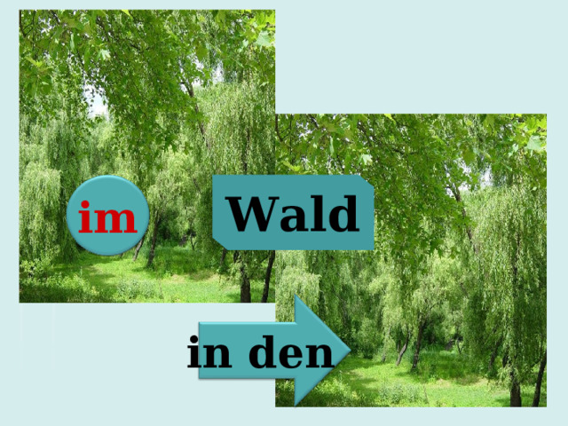 Wald im in den 