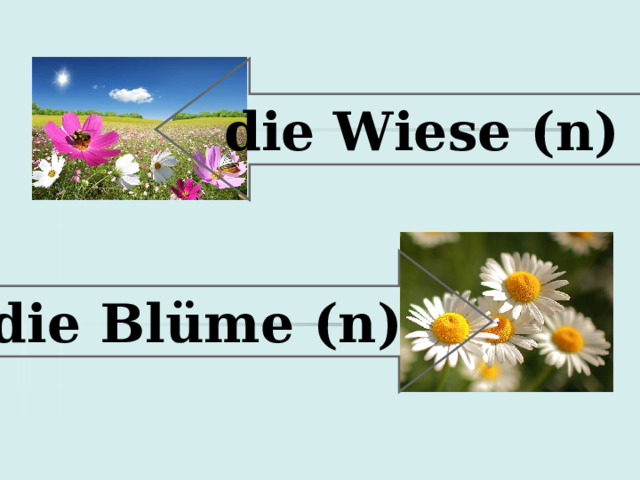  die Wiese (n)  die Bl üme (n)  