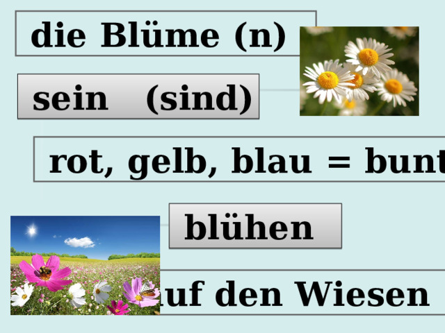  die Bl üme (n)   sein (sind)  rot, gelb, blau = bunt  b l ühen   auf den Wiesen 