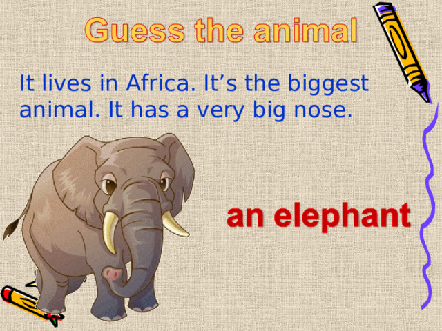 It lives in Africa. It’s the biggest animal. It has a very big nose. 