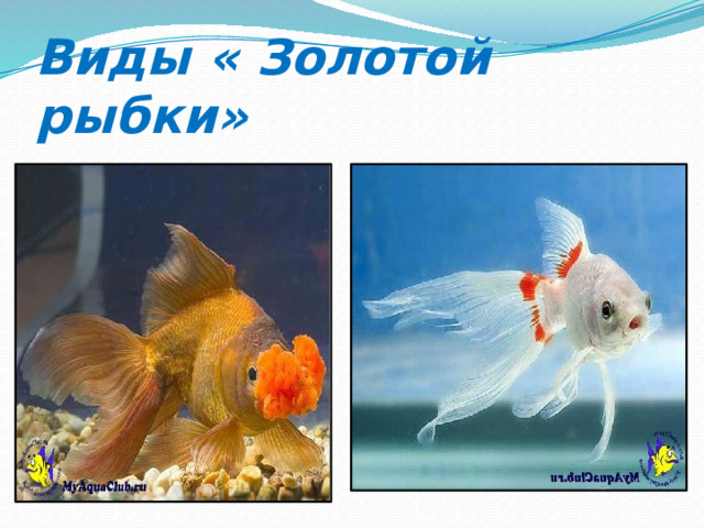 Виды « Золотой рыбки» 