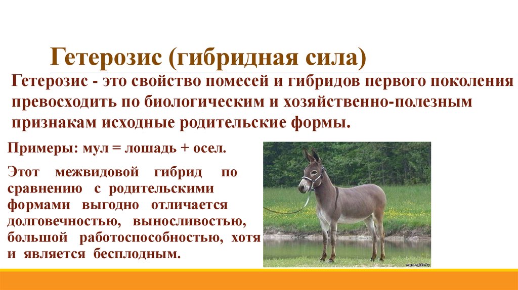 Сущность явления гетерозиса используемого: найдено 85 изображений
