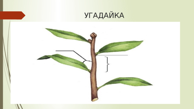 УГАДАЙКА 
