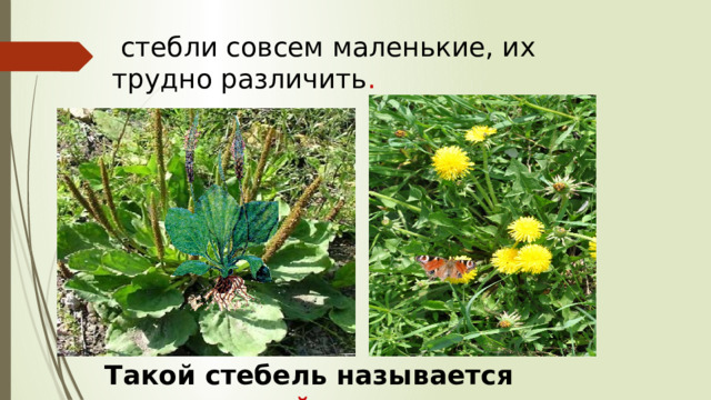  стебли совсем маленькие, их трудно различить . Такой стебель называется укороченный. 