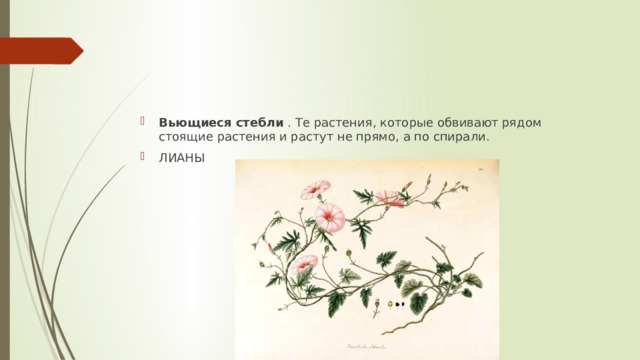 Вьющиеся стебли  . Те растения, которые обвивают рядом стоящие растения и растут не прямо, а по спирали. ЛИАНЫ 