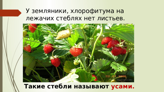 У земляники, хлорофитума на лежачих стеблях нет листьев. Такие стебли называют усами. 