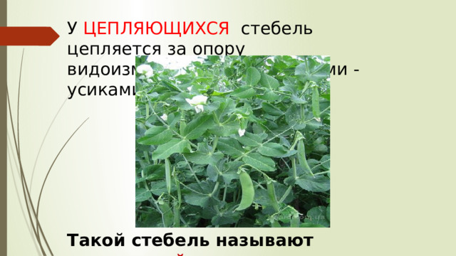 У ЦЕПЛЯЮЩИХСЯ стебель цепляется за опору видоизменёнными листочками - усиками. Такой стебель называют цепляющийся. 