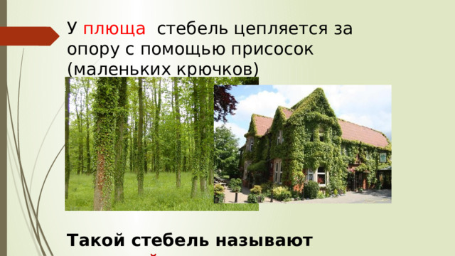 У плюща стебель цепляется за опору с помощью присосок (маленьких крючков) Такой стебель называют ползучий. 