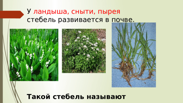 У ландыша, сныти, пырея стебель развивается в почве. Такой стебель называют корневище. 
