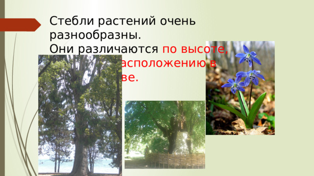 Стебли растений очень разнообразны.  Они различаются по высоте, толщине, расположению в пространстве. 