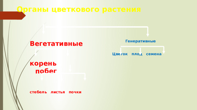 Органы цветкового растения  Генеративные  Цветок плод семена Вегетативные  корень побег  стебель листья почки  Повторение.  