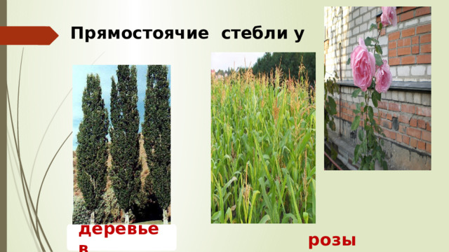 Прямостоячие стебли у деревьев  кукурузы  розы 