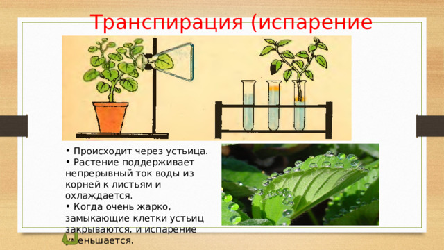 Транспирация (испарение воды)  Происходит через устьица.  Растение поддерживает непрерывный ток воды из корней к листьям и охлаждается.  Когда очень жарко, замыкающие клетки устьиц закрываются, и испарение уменьшается.  