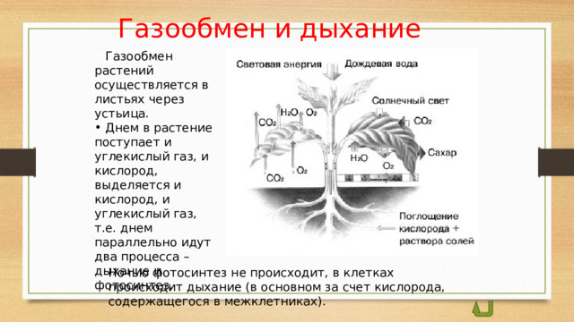Газообмен и дыхание  Газообмен растений осуществляется в листьях через устьица.  Днем в растение поступает и углекислый газ, и кислород, выделяется и кислород, и углекислый газ, т.е. днем параллельно идут два процесса – дыхание и фотосинтез. Ночью фотосинтез не происходит, в клетках происходит дыхание (в основном за счет кислорода, содержащегося в межклетниках).  