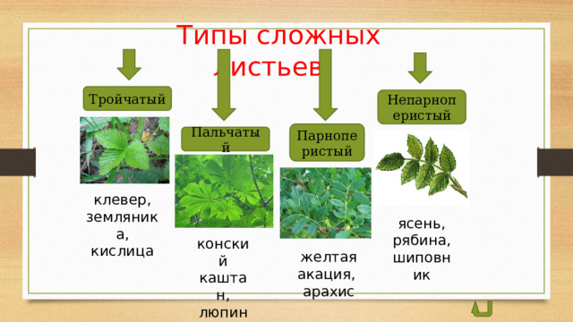 Типы сложных листьев Тройчатый Непарноперистый Парноперистый Пальчатый клевер, земляника, кислица ясень, рябина, шиповник конский каштан, люпин желтая акация, арахис  