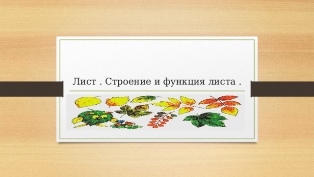 Лист . Строение и функция листа . 
