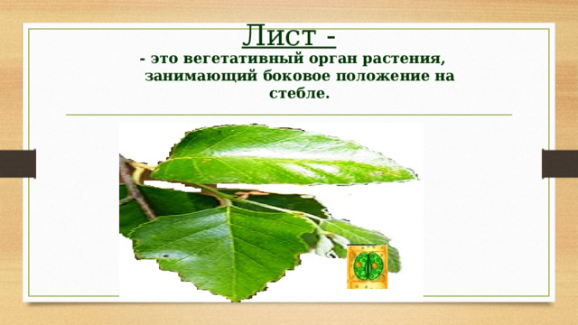 Лист - - это вегетативный орган растения, занимающий боковое положение на стебле. 