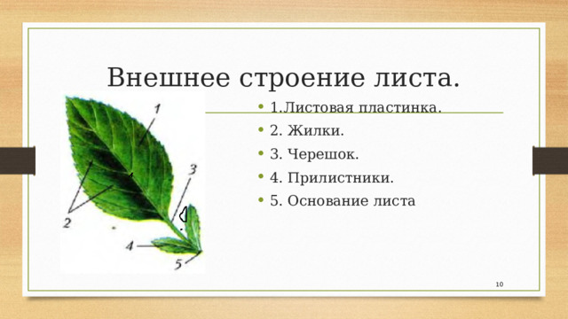 Внешнее строение листа. 1.Листовая пластинка. 2. Жилки. 3. Черешок. 4. Прилистники. 5. Основание листа   