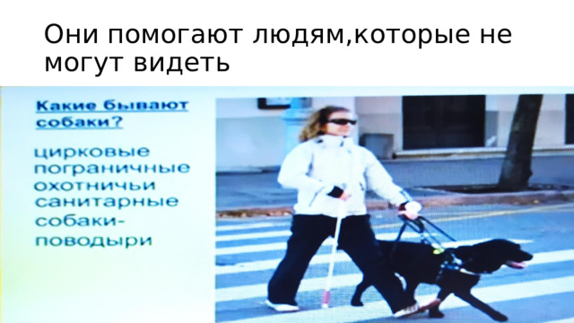 Они помогают людям,которые не могут видеть 