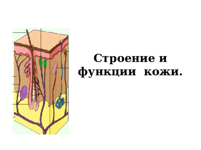 Строение и функции кожи.     