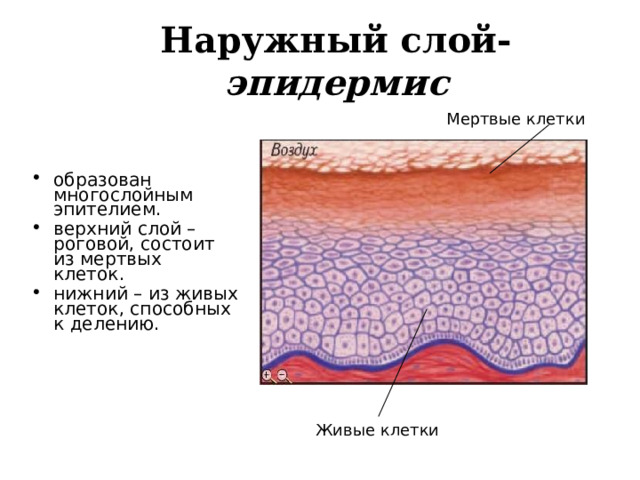 Наружный слой- эпидермис Мертвые клетки образован многослойным эпителием. верхний слой – роговой, состоит из мертвых клеток. нижний – из живых клеток, способных к делению.   Живые клетки 