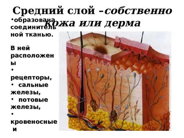 Средний слой – собственно кожа или дерма   образована соединительной тканью . В ней расположены  рецепторы ,  сальные железы,  потовые железы,  кровеносные и  лимфатические  сосуды,  волосяные  фолликулы .  