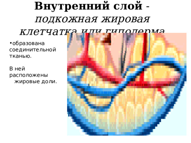 Внутренний слой - подкожная жировая клетчатка или гиподерма образована соединительной тканью . В ней расположены  жировые доли . 