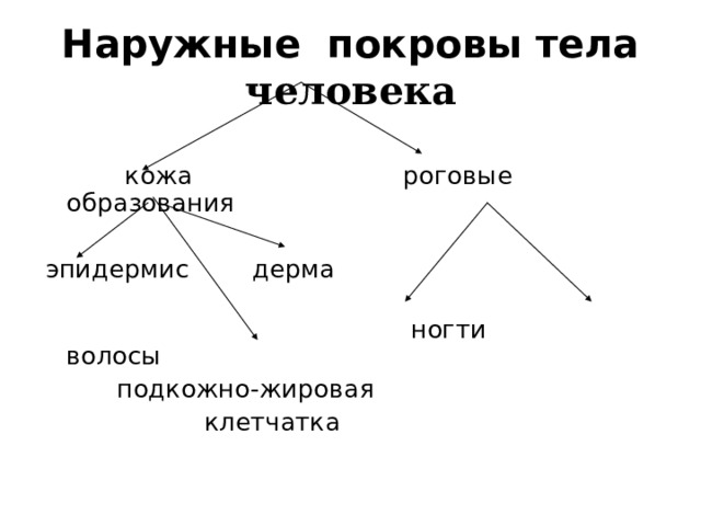  Наружные покровы тела человека    кожа  роговые образования эпидермис дерма  ногти волосы  подкожно-жировая  клетчатка   