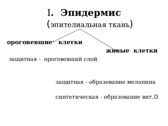 I . Эпидермис   ( эпителиальная ткань )  ороговевшие клетки  живые клетки  защитная - ороговевший слой  защитная - образование меланина   синтетическая - образование вит. D  