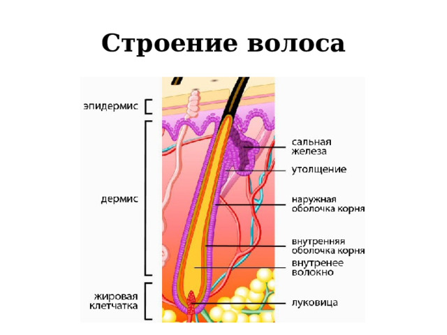 Строение волоса 